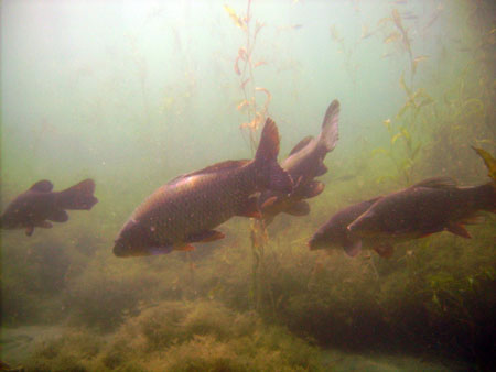 Taucher beim Erkunden eines Baggersee1