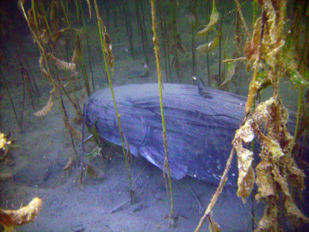 Taucher beim Erkunden eines Baggersee2