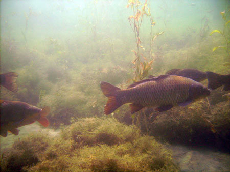 Taucher beim Erkunden eines Baggersee6