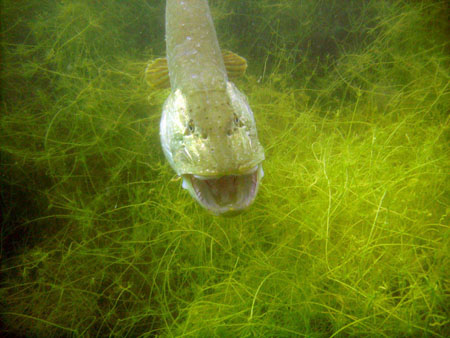 Taucher beim Erkunden eines Baggersee5